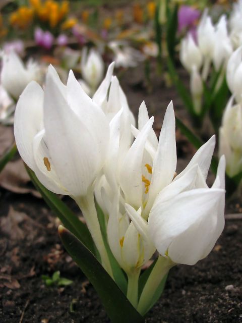 Изображение особи Colchicum szovitsii.