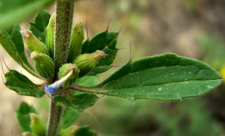 Image of Lallemantia royleana specimen.