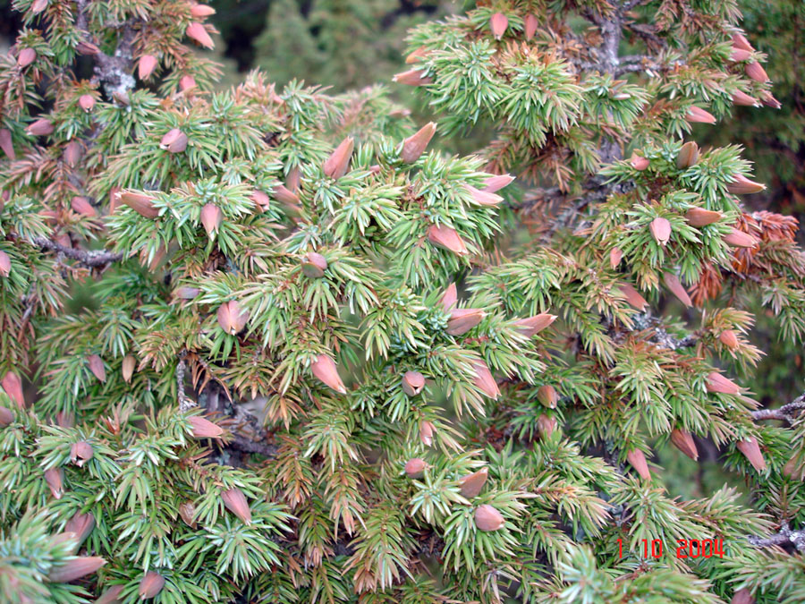 Изображение особи Juniperus sibirica.