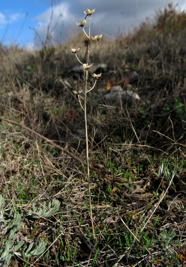 Image of Prospero autumnale specimen.