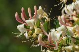 Lonicera caprifolium