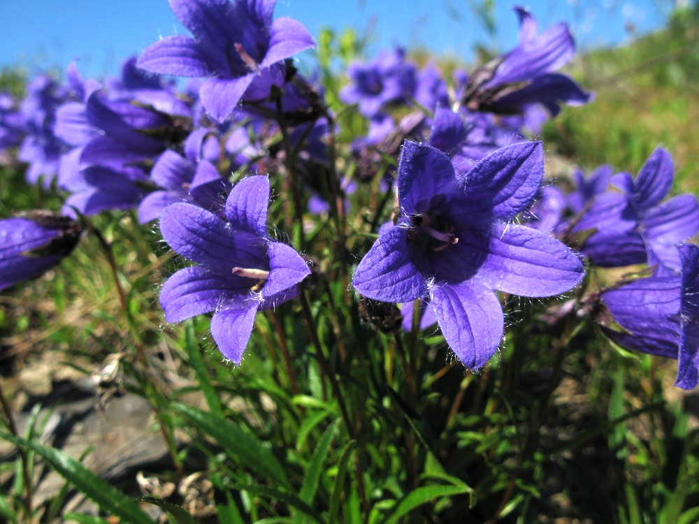 Изображение особи Campanula dasyantha.