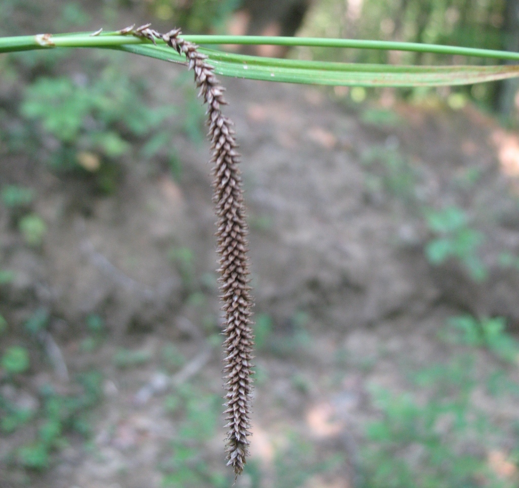 Изображение особи Carex pendula.