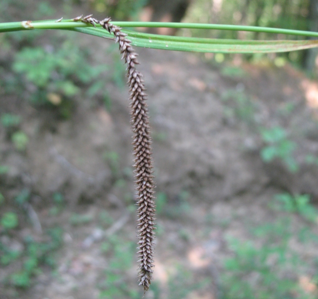 Image of Carex pendula specimen.