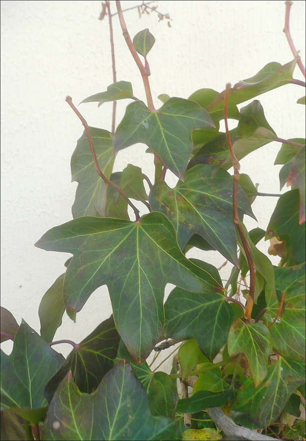 Image of &times; Fatshedera lizei specimen.