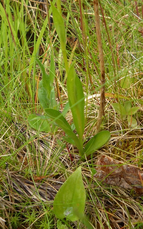 Изображение особи Pseudorchis albida.