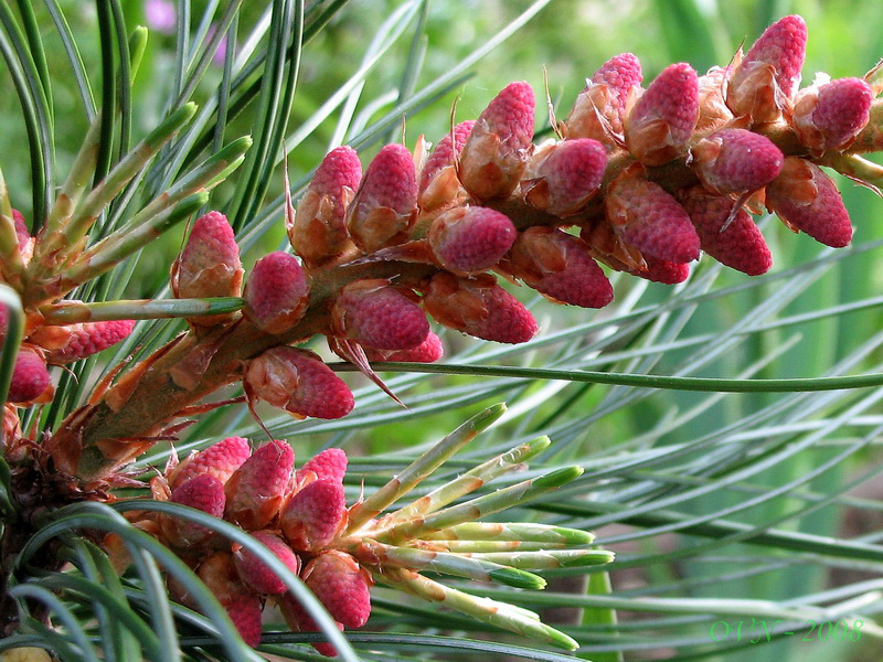 Изображение особи Pinus koraiensis.