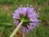 Succisa pratensis