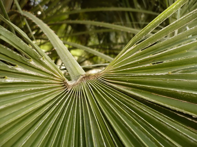 Image of Chamaerops humilis specimen.