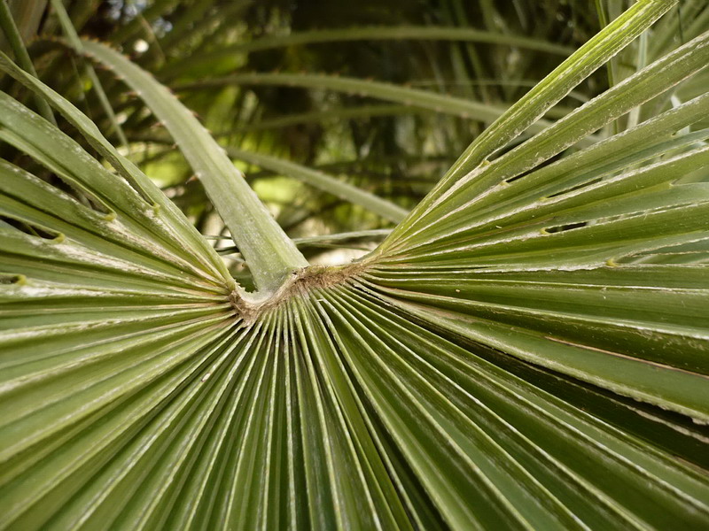 Изображение особи Chamaerops humilis.