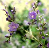 Limonium scoparium