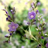 Limonium scoparium. Часть соцветия. Астраханская обл., Икрянинский р-н, с. Озерное, берег ерика Кукшин. 16.08.2011.