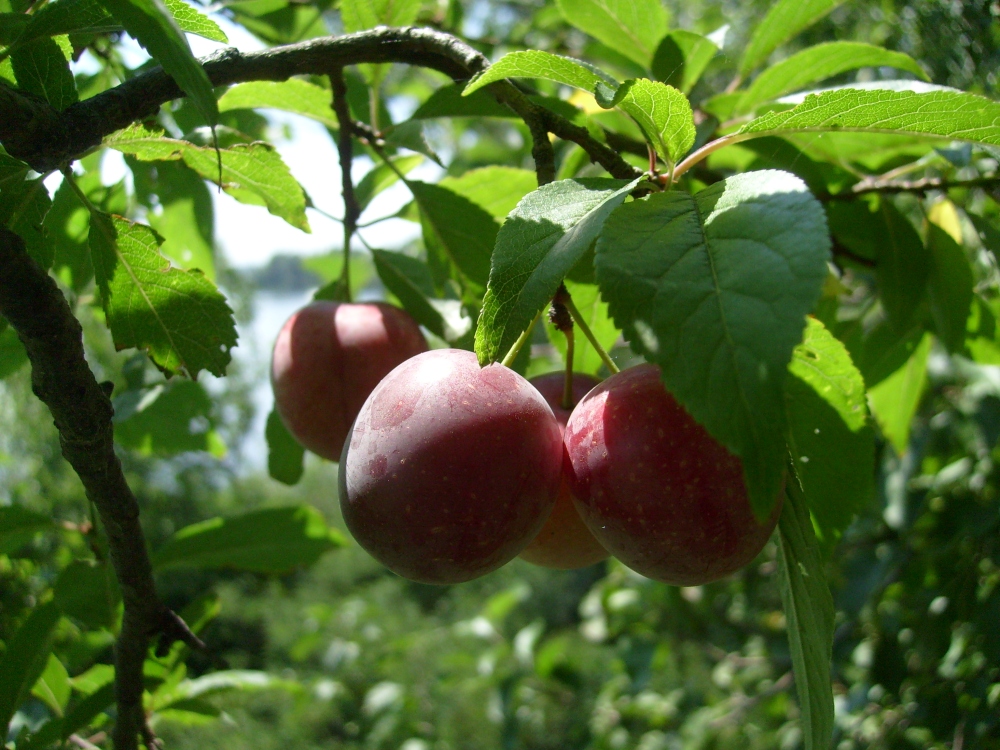 Image of Prunus cerasifera specimen.