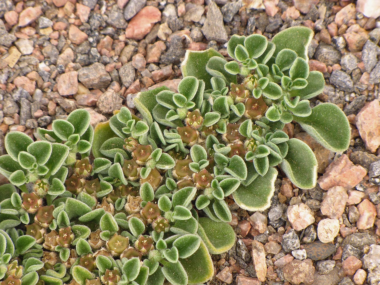 Image of Aizoon canariense specimen.