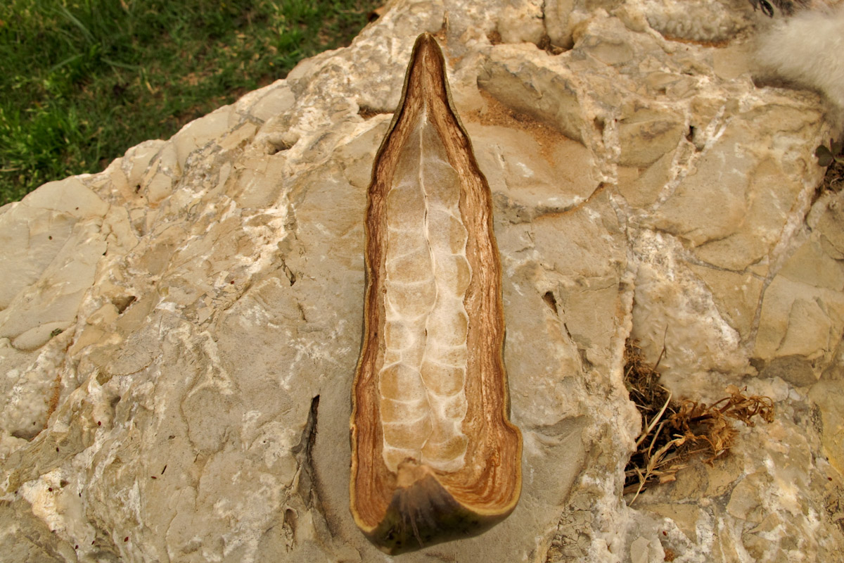 Image of Ceiba speciosa specimen.