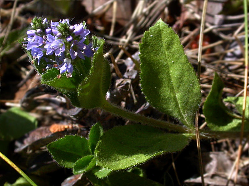 Изображение особи Veronica officinalis.