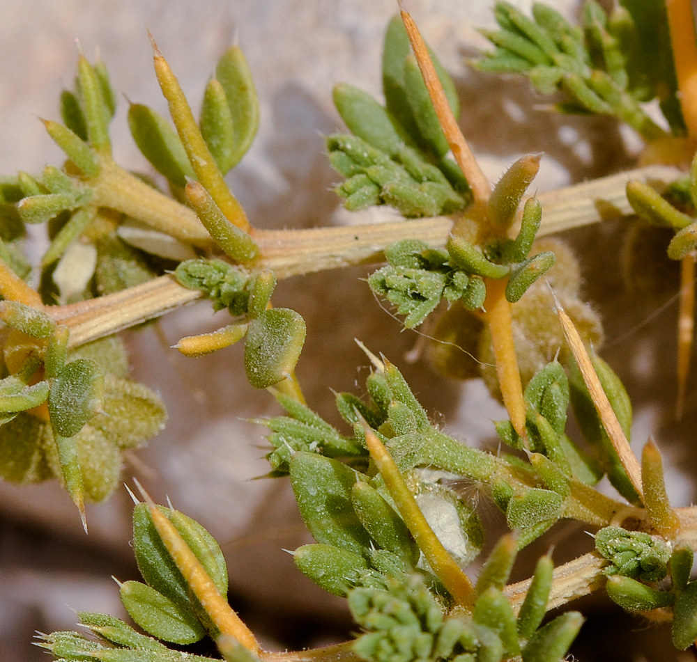 Image of Fagonia arabica specimen.