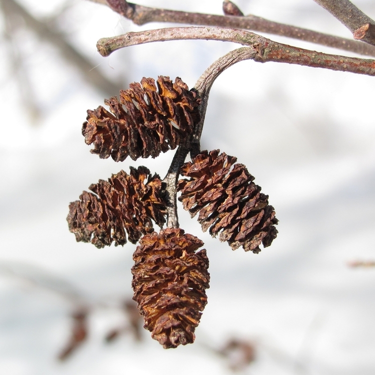 Image of Alnus incana specimen.