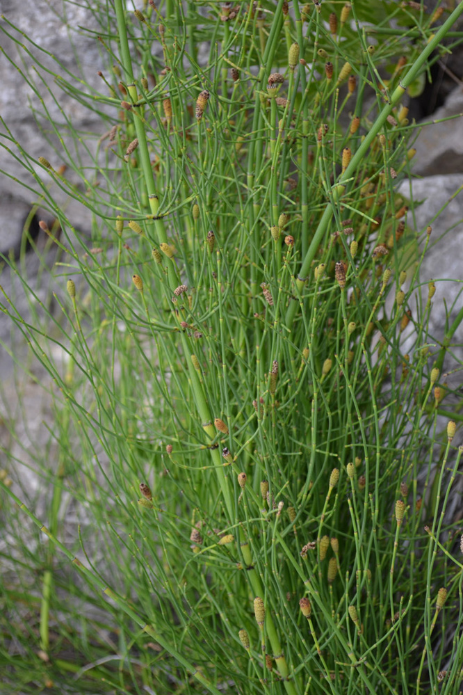 Изображение особи Equisetum ramosissimum.