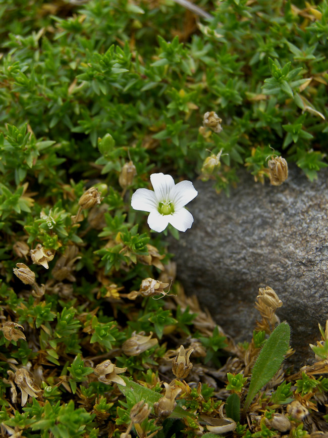 Image of Minuartia colchica specimen.