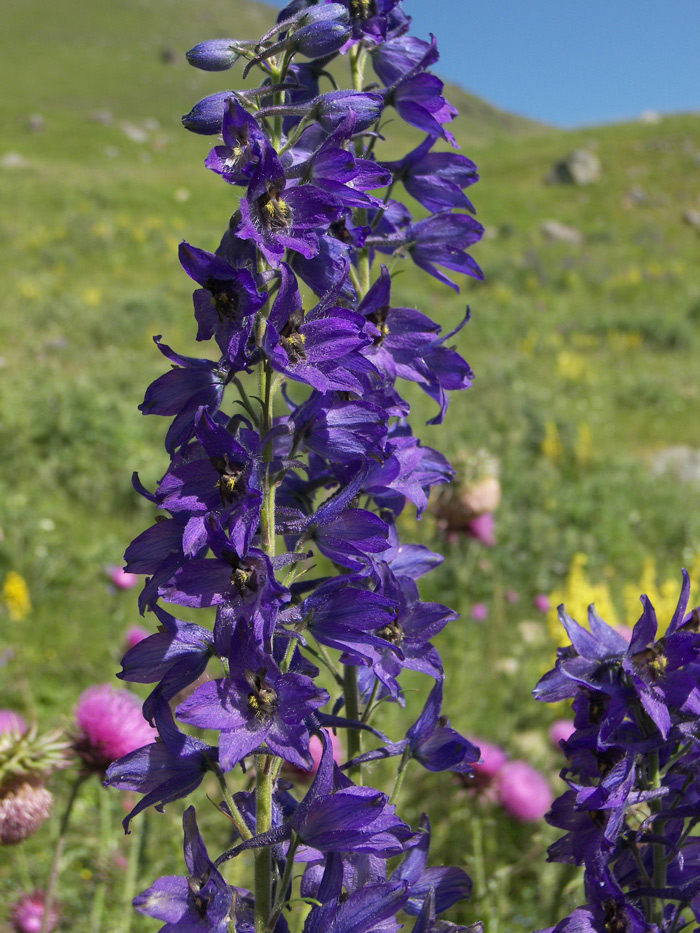 Изображение особи Delphinium pyramidatum.