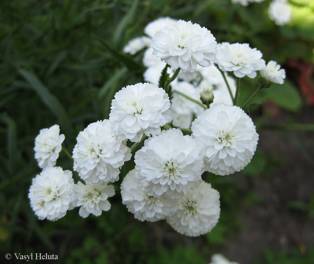 Изображение особи Achillea ptarmica var. multiplex.