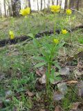 Ranunculus conspicuus. Цветущее растение (экземпляр с двумя генеративными побегами и рассечённым прикорневым листом) на опушке осиново-берёзового леса. Томск, окр. ст. Томск-Северный (locus classicus). 22.05.2012.