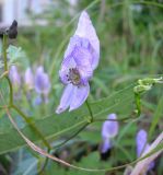 Aconitum sczukinii