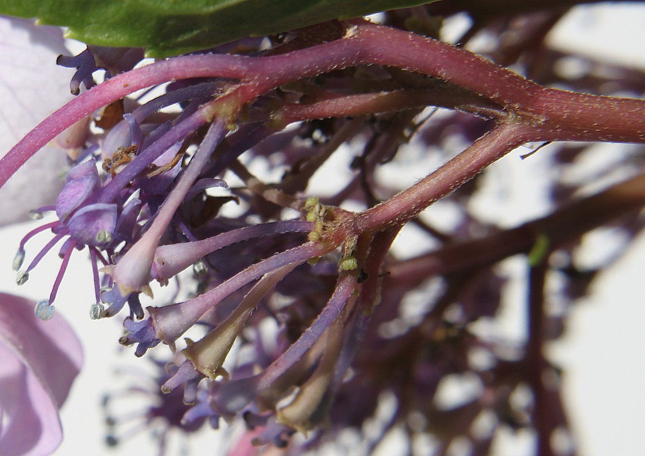Image of Hydrangea macrophylla specimen.