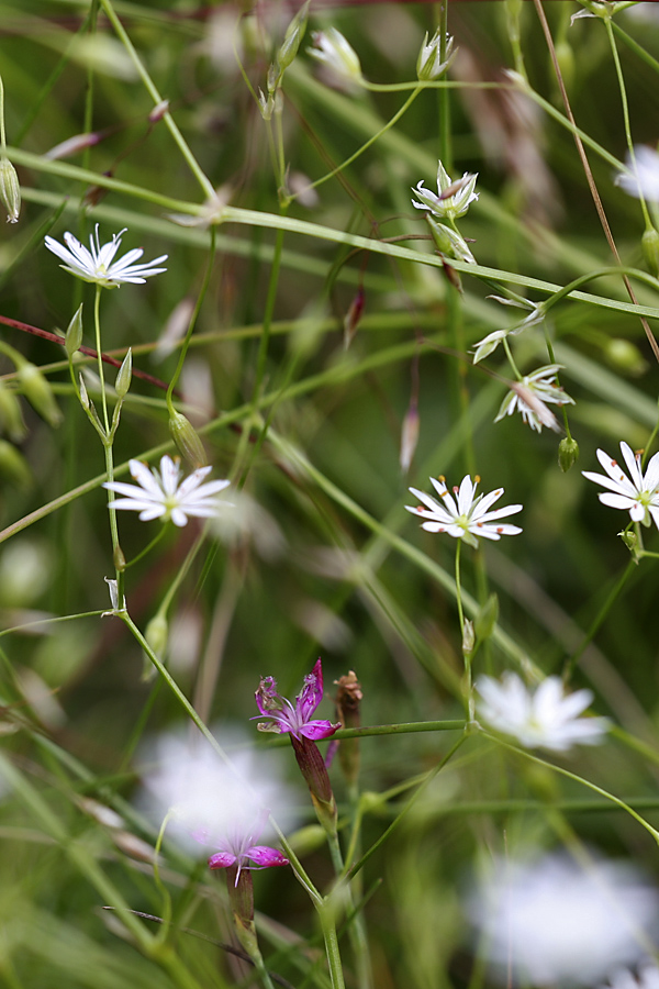 Изображение особи Stellaria graminea.