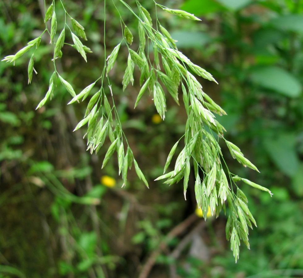 Image of Festuca drymeja specimen.