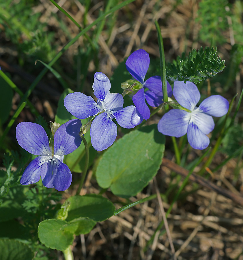 Image of Viola canina specimen.