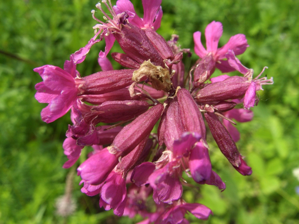 Image of Viscaria vulgaris specimen.