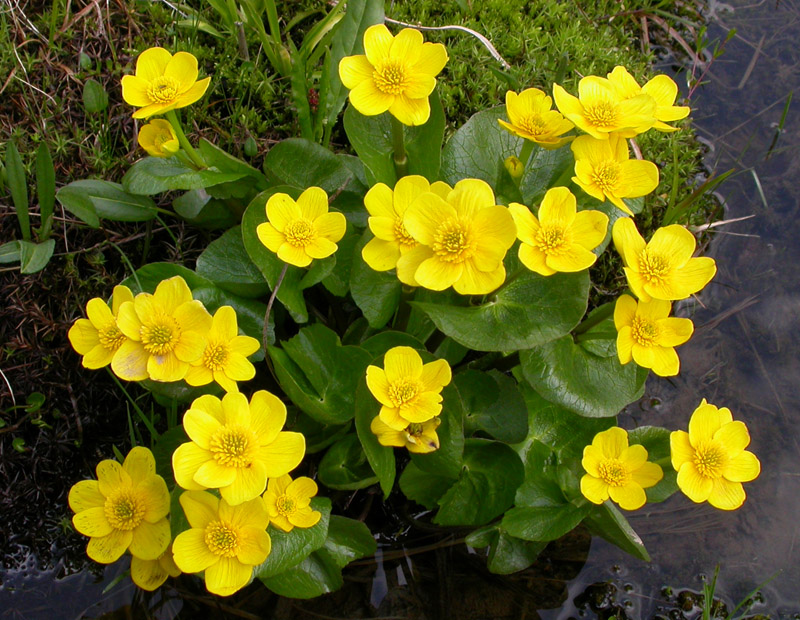 Изображение особи Caltha palustris.