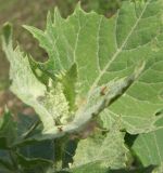 Atriplex sagittata