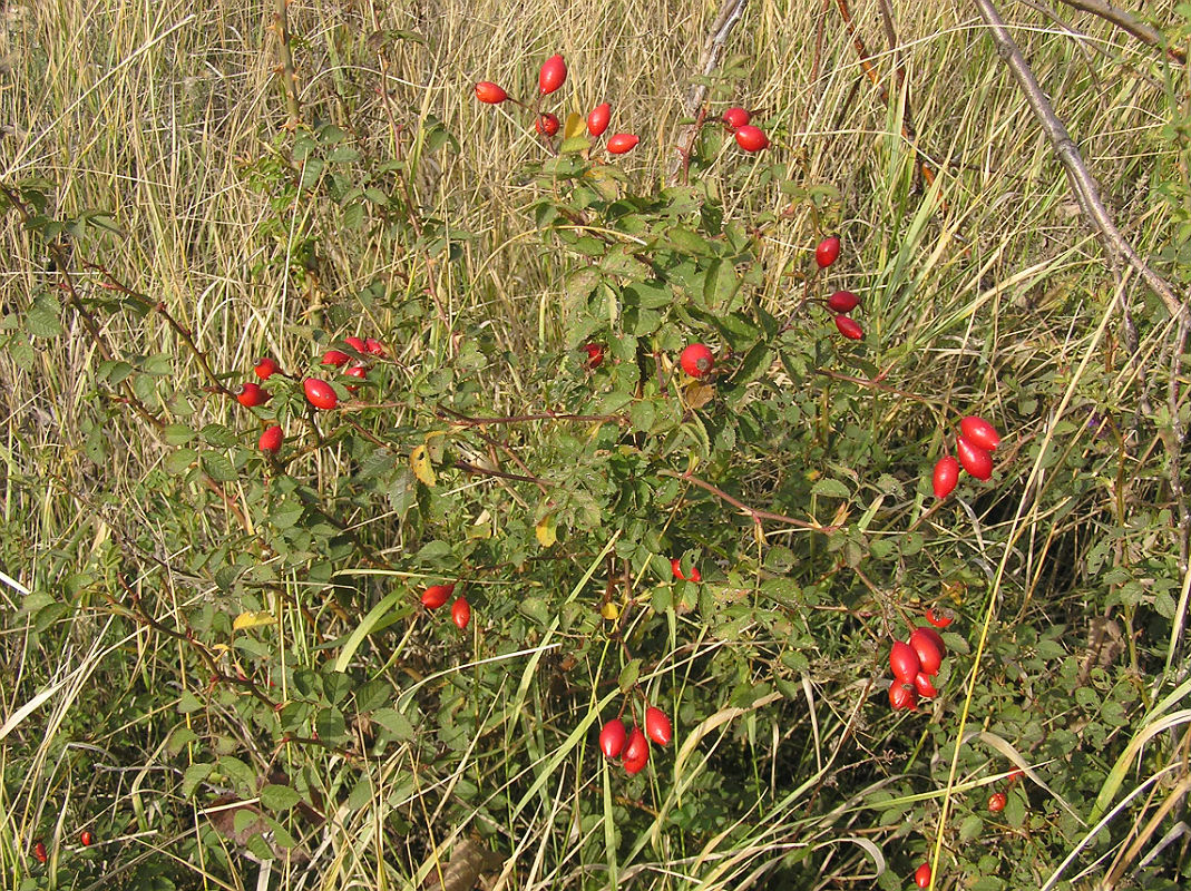 Изображение особи Rosa rubiginosa.