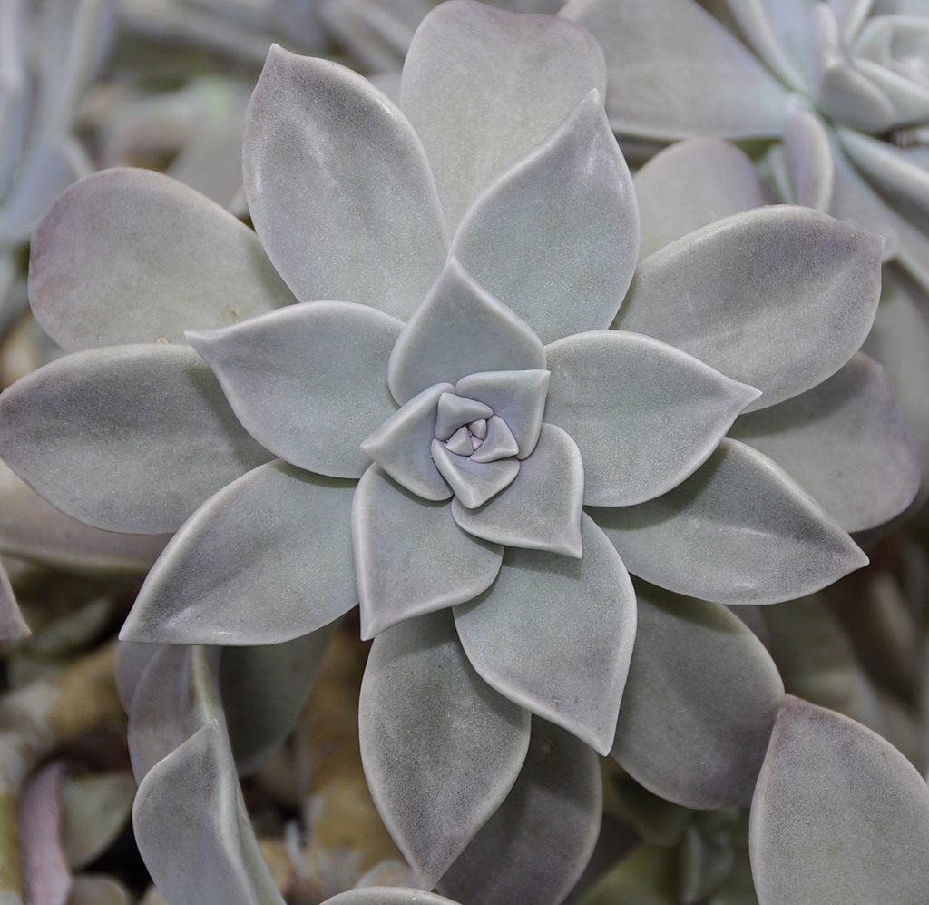 Изображение особи Graptopetalum paraguayense.