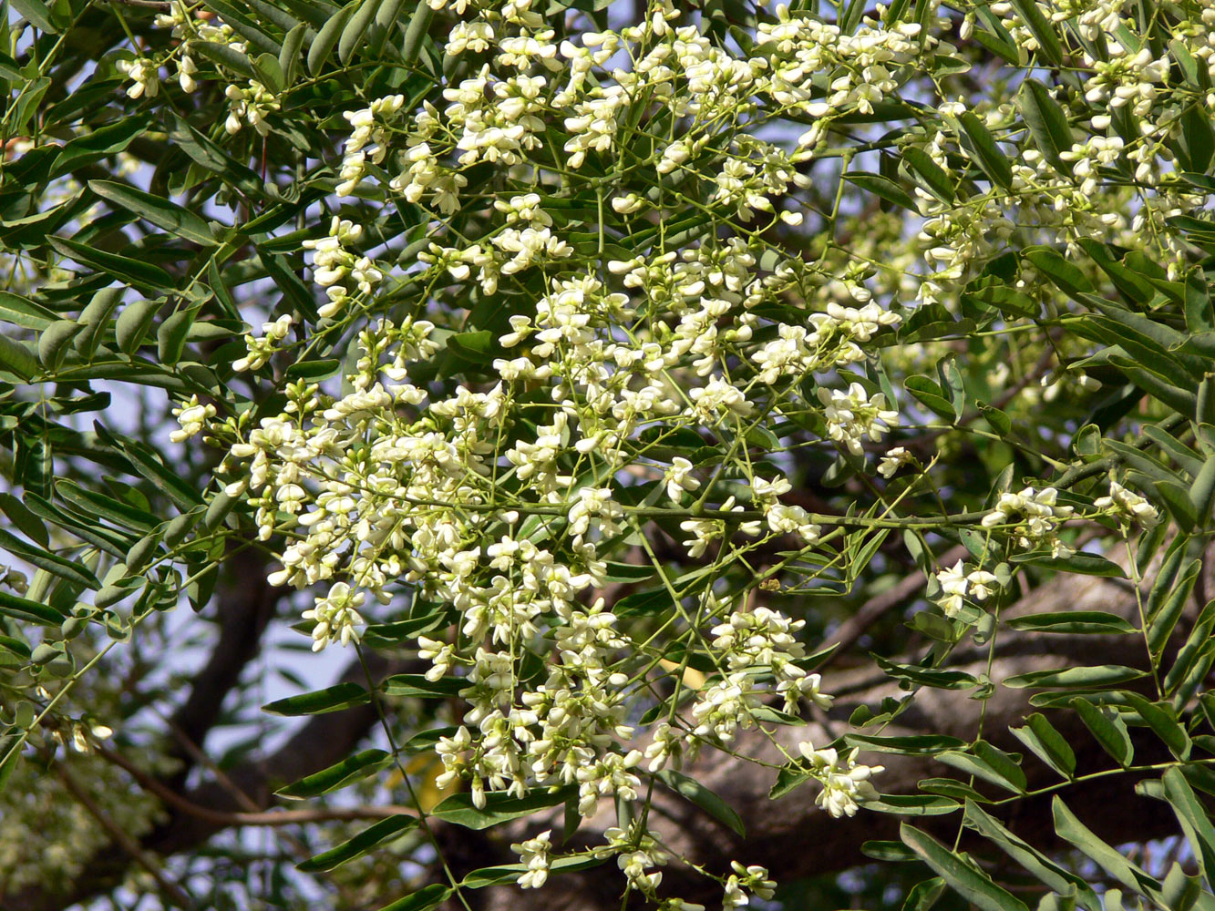 Image of Styphnolobium japonicum specimen.