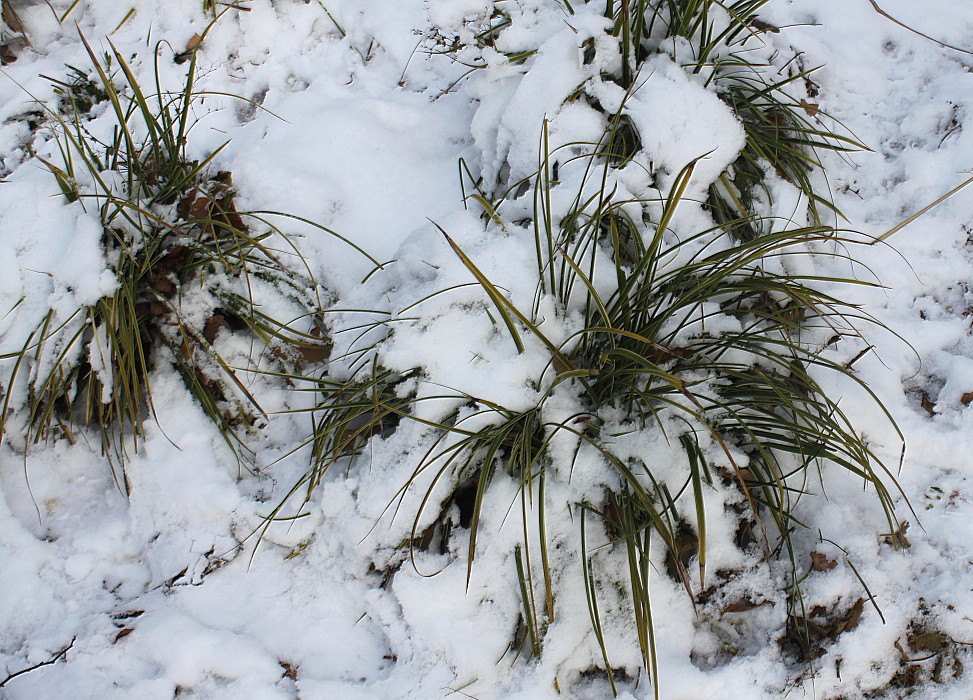 Image of Carex morrowii specimen.