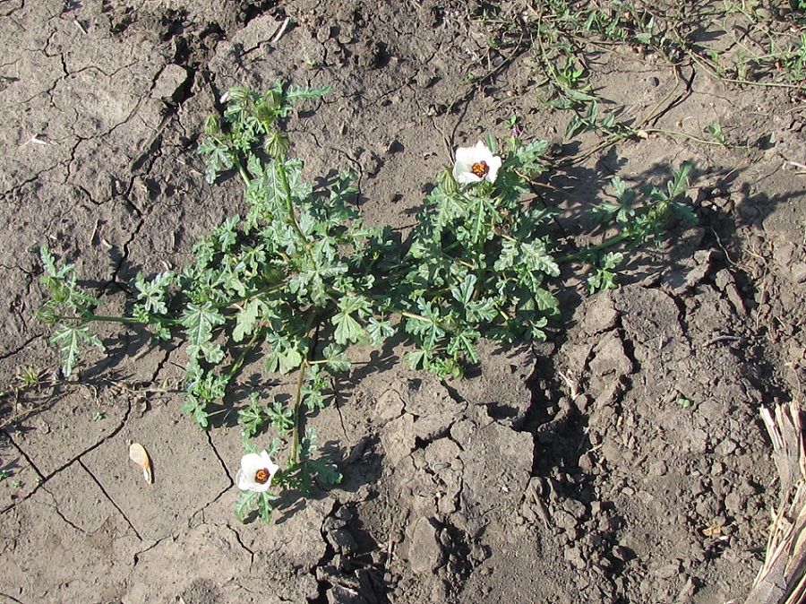 Изображение особи Hibiscus trionum.