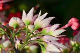 Clerodendrum thomsoniae