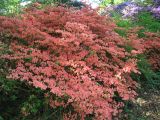 Rhododendron kaempferi