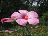 Image of taxon representative. Author is Сергей Одинец