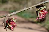 Parrotia persica