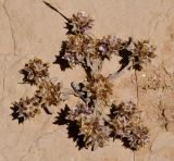 Filago desertorum
