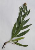 Phalacrachena inuloides