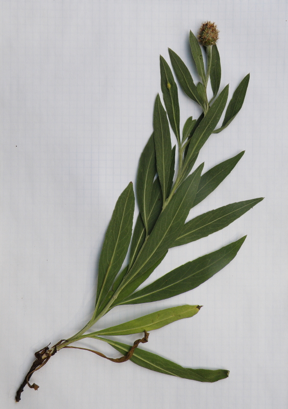 Image of Phalacrachena inuloides specimen.