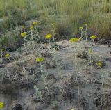 Achillea micrantha