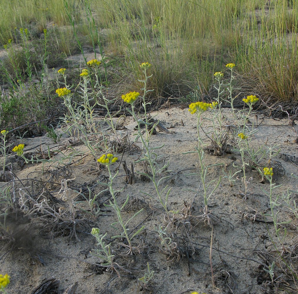 Image of Achillea micrantha specimen.
