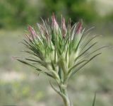 Dianthus pseudarmeria. Распускающееся соцветие. Ростовская обл., Куйбышевский р-н, окр. с. Лысогорка, меловой склон. 28.05.2013.